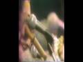 INTI ILLIMANI - Tatati