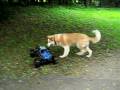 videos de Savage XL and Dog