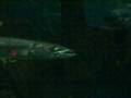 videos de Barracuda at the Shark Reef at Mandalay Bay in Las Vegas.