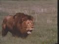 Lion vs 4 Lions Lion vs 4 Lions