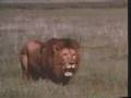 Lion vs 4 Lions