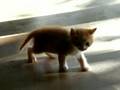ふちゃぎ 16（2006年10月25日）