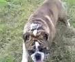 Antiguo Bulldog Inglés video