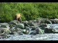 Mother bear catches salmon in Katmai NP Mother bear catches salmon in Katmai NP