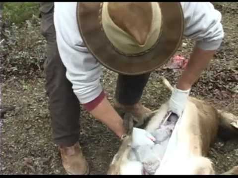 how to properly gut a buck