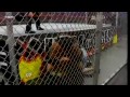 John Cena vs Randy Orton Hell In A Cell Part 2 of 4