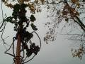 Perennial Tree Kale, Fava Beans and Rooting Fig Cuttings