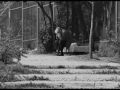 Ji BiR NaKiM - [fero]