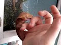crested gecko crested gecko