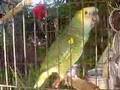 videos de Fritzz my parrot
