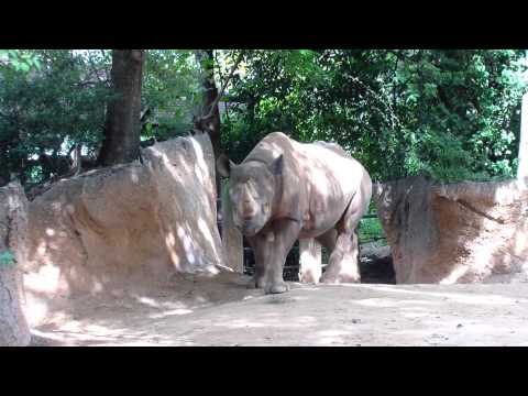 how to measure nyala horns