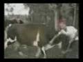 Funny weird Rodeo Accidents bulls cow you me taxes usa people stage xxx