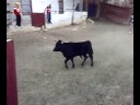 CAPEA ALBORAIA SE CASAÑAVID