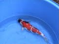 Oomo Koi Oomo Koi