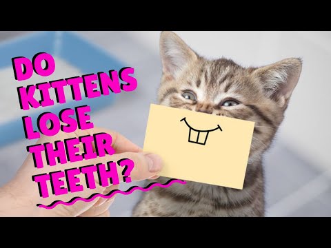 Is Your Kitten Losing Teeth? | Two Crazy Cat Ladies