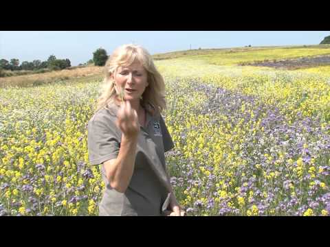 Cotswold Seeds First Hand: Caroline Corsie - Soil Restoration using Green Manure