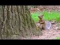 Beloit College squirrels speak