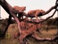 The Majestic Lion (original narration by Randall)