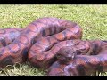 Guyana (Part 4 of 9)