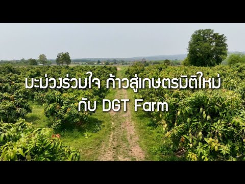 มะม่วงร่วมใจ ก้าวสู่เกษตรมิติใหม่ กับ DGT Farm
