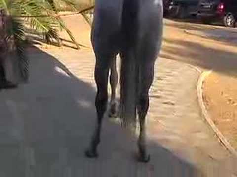 Majestic silver grey andalusian PRE ...