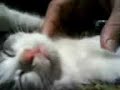 眠りネコ動画