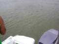 PESCANDO BOGAS AL VUELO