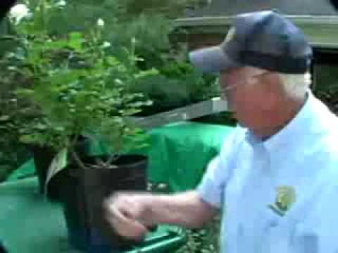 how to replant roses