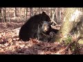 Tell Chris Christie No Black Bear Hunt in New Jersey