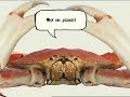 Honda vs. Crab Honda vs. Crab