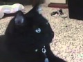 Cat watches annoying orange