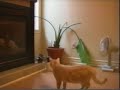 Cat in plant Cat in plant