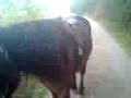 Eldur och jag ute p� promenad.