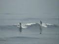 sup stand up paddle surfing Delpero Antoine  Guethary22 fevrier09