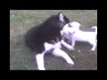 Chevy And Tunuk