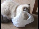 Cats and bags
