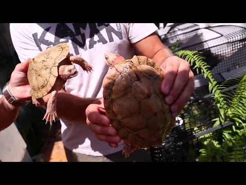 YouTube reptile video