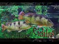 The Church of Cichla part1