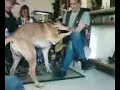 bad dog bad dog