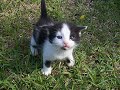 cute funny kittens!!