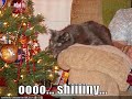 cute funny kittens!!