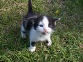 cute funny kittens!!