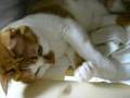 猫のグー いつまでもかわいい