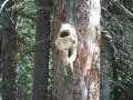 Pecos Baldy lake Pecos Wilderness New Mexico