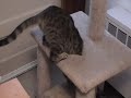 Cat Plays Upside Down - Then Falls Asleep Cat Plays Upside Down - Then Falls Asleep