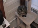 videos de Cat Plays Upside Down - Then Falls Asleep