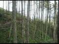 mountain bike cork