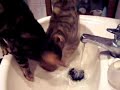 Bengal kittens water Bengal kittens water