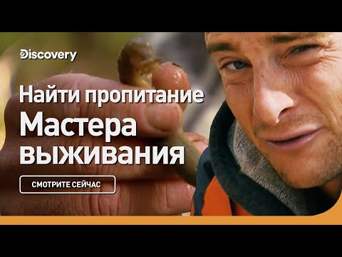 Найти пропитание