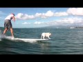 Surfing English Bulldog
